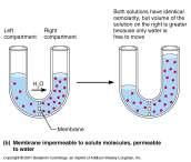 7b Passive Membrane Transport: Filtration Tonicity The passage of water and solutes through a membrane by hydrostatic pressure Pressure gradient pushes