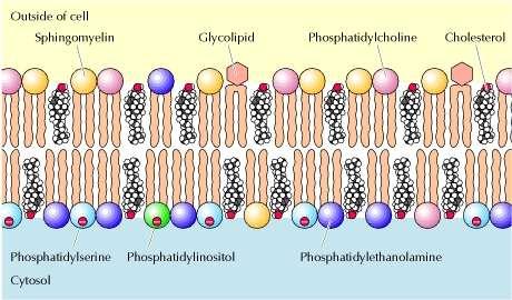 LIPID COMPONENTS OF THE PLASMA MEMBRANE The outer leaflet consists predominantly of phosphatidylcholine, sphingomyelin, and glycolipids, whereas the inner leaflet contains phosphatidylethanolamine,