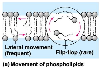 Phospholipids are free to move laterally but