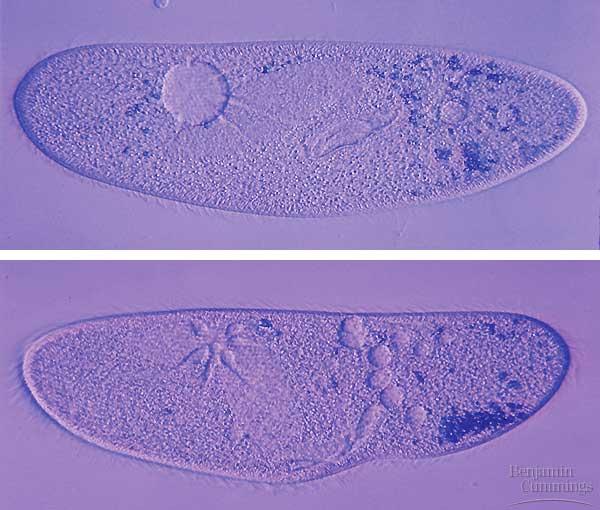 A Paramecium (or any organism living in a hypotonic solution) has a special problem. Water tends to move into the cells and swell and burst them.