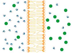 Diffusion Move from HIGH to LOW concentration passive transport no energy needed movement of water diffusion 19 osmosis Diffusion across cell membrane Cell membrane is the boundary between inside &