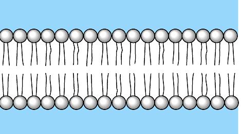Diffusion through phospholipid bilayer What molecules can get through directly?