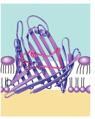 membrane Nonpolar (hydrophobic) COOH a-helices in the cell