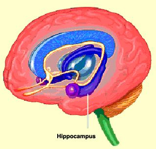 Physiological and Neurobiological Effects of Mindfulness Hippocampus Increased density associated with emotion and memory Mindfulness and TBI Improvements in subjective Quality of Life,