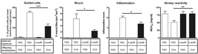 Convergence Of The Hygiene And Fetal Programming Hypothesis Asthma Expression in Animal Model After Intrauterine Probiotic