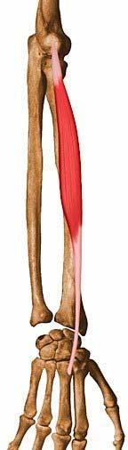 (elbow flexion backup) Posterior Compartment of forearm Extensor Carpi is (Brevis3 &