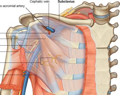 Subclavius Subclavius Origin: 1st rib Insertion: groove on inferior surface of clavicle