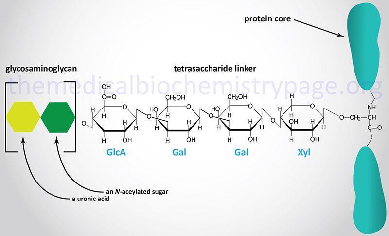 complex that can then bind any number of GAGs GAGs (Glycosminoglycans) are long, linear and negatively charged polysaccharide chains