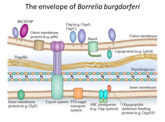 Implication of PGs and GAGs in Lyme Disease Borellia Burgdorferi expresses a number of proteins on their surface (outer-surface proteins) These outer-surface proteins allow the bacteria to interact