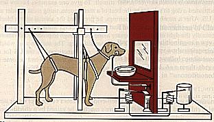 Pavlov s dog The sight and smell of food cause an increase in saliva to be produced The food becomes associated with the lab assistant in the white coat After a while saliva