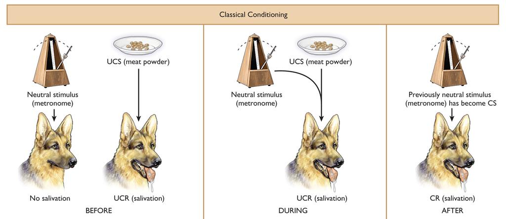 Classical Conditioning Steps 1. Start with a neutral stimulus, which does not elicit a particular response Metronome 2.