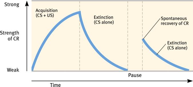 Spontaneous Recovery After a rest period, an extinguished CR (salivation) spontaneously recovers, but if the CS (tone) persists alone, the CR becomes extinct again.