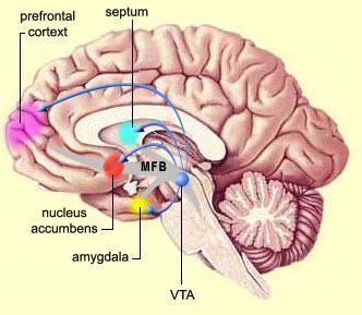 Neurobiology of Sex Nucleus accumbens Pleasure center of the brain Sexual pleasure Dopamine is the neurotransmitter
