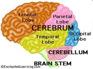 Brain stem: Brain Anatomy Autonomic nervous functions (breathing, swallowing, etc.