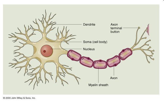 Neurons (nerve cells) Cell body (soma): processes incoming info, sends out signals Axon: long
