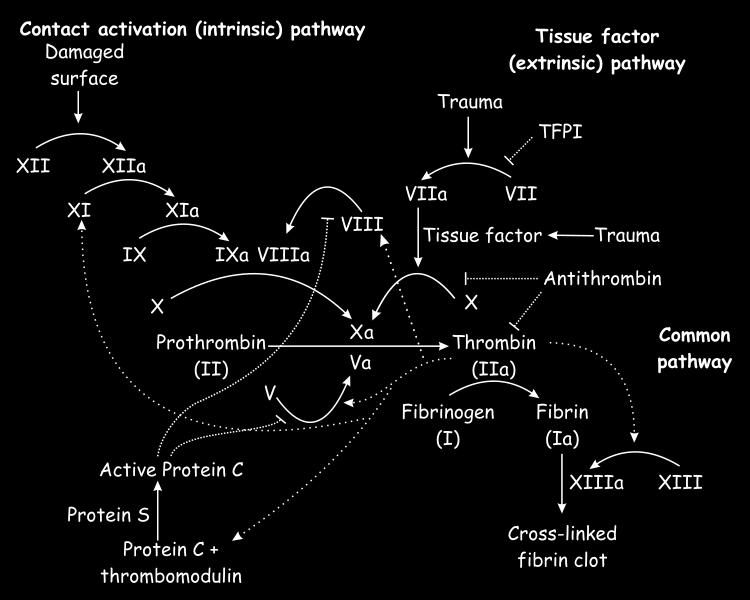 Alternative Anticoagulants Direct Thrombin