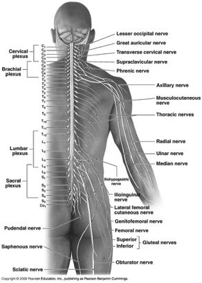 Spinal Nerve Categories Figure 13-9! Pairs of spinal nerves:!! 8 cervical! (C1 exits between atlas and occipital bone)! 12 thoracic! 5 lumbar! 5 sacral! 1 coccygeal! 31 