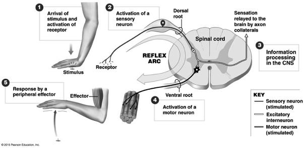 Reflex Arc 1! Spinal cord is the integrating center.! Components of a Reflex Arc:! 1. Sensory receptor! Responds to stimulus! Generates signal to be sent to integrator! 2. Sensory neuron!