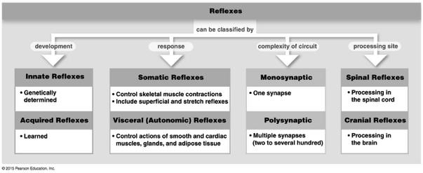 Classification of Reflexes Figure 13-15! 52! Types of Spinal Reflexes! Wiring diagrams! Ipsilateral! Contralateral! Intersegmental! Reflex responses initiated by:! 1. Changes in muscle length!