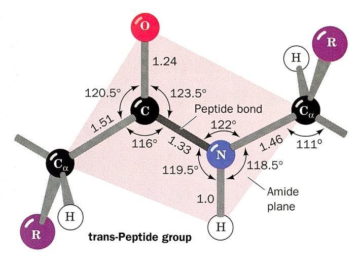 There is no possibility of free rotation around C N bond.