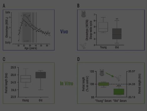 In Focus: Chronobiology humans ex vivo/in vitro. We found that, in contrast to the well documented age related changes in sleep patterns (Fig.