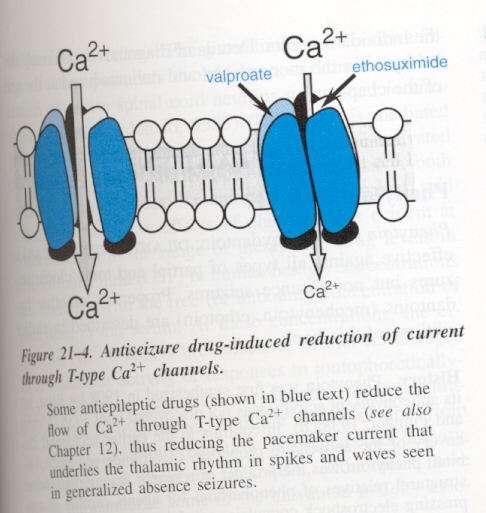 Ca 2+ Channel inhibition T- type Ca 2+ channel inhibition Ethosuximide Valproate (?