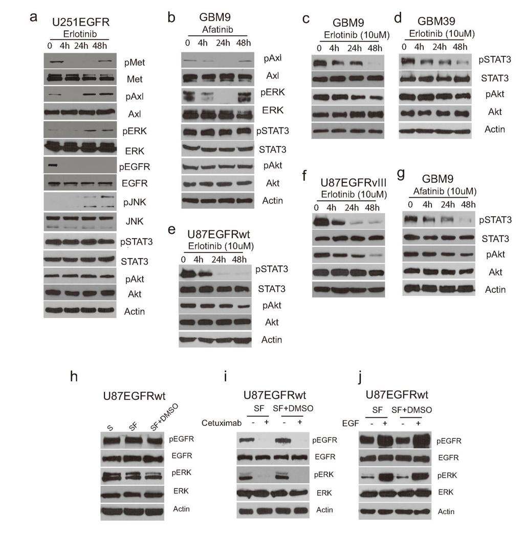 Supplementary Figure 1 EGFR inhibition activates signaling pathways (a-b) EGFR inhibition activates signaling pathways (a) U251EGFR cells were treated with
