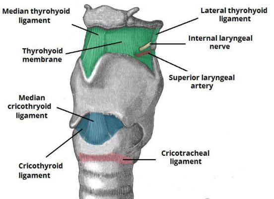 Laryngeal