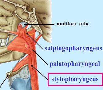 The Pharynx: It is a musculofacial tube: 3 constrictor muscles lined by mucosa (superior, middle and inferior constrictors).