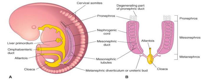 Development most of urinary and reproductive structures.