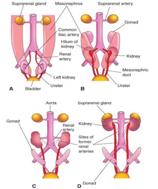 Rostral position Move laterally Rotated medially Hilum faces medially Kidneys come to their adult position & orientation by the 9thweek They contact the adrenal gland ( the adrenal gland remain at
