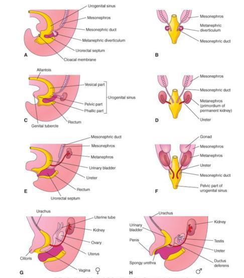 Cloaca divided by ( cord like structure from splanchnic mesoderm>> urorectalseptum) Urorectalseptum from behind will separate cloaca to 2 parts posterior and anterior parts Posterior part will