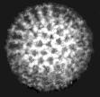 Human Rotavirus: ~75 nm diameter; double-layered