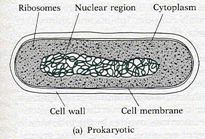 Prokaryotes: Bacteria and Other Cellular Microbes Cellular organisms Simple internal organization Multiply by binary fission Diameter ~0.5-1.