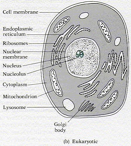Unicellular Eukaryotes: The Protists Complex internal organization: organelles: nucleus mitochondria etc.