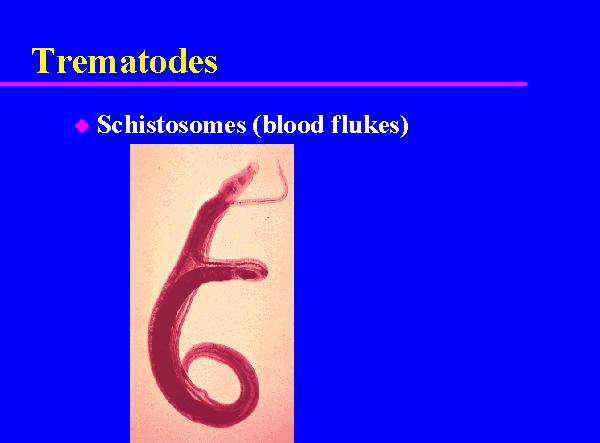 Schistosomiasis Also known as bilharziasis A snail-transmitted, waterborne parasitic helminth
