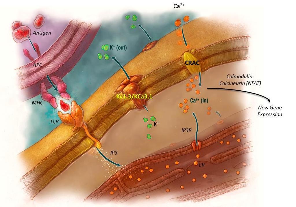 Kv1.3: A Novel Target for Autoimmune Disease Effector Memory T cells (T EM ) cause autoimmune disease T EM cells depend on the Kv1.