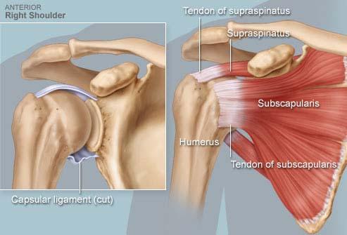 Rotator Cuff The rotator cuff is a group of tendons and muscles in the shoulder, connecting the upper arm (humerus) to the shoulder blade (scapula).