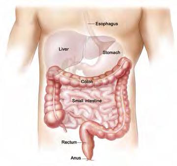 colon health Your colon is about 5-6 feet long. It removes water and gets rid of body waste.