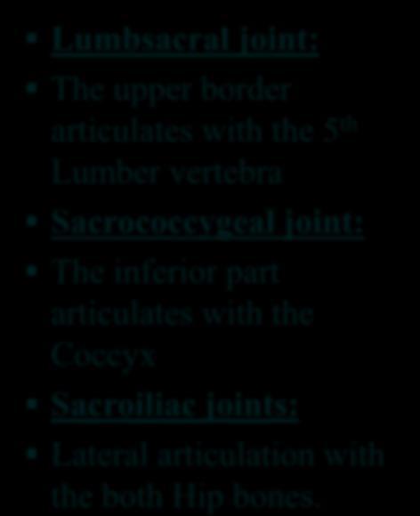 Lumbsacral joint: The upper border articulates with the 5