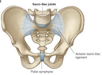 articulates with the Coccyx Sacroiliac joints:
