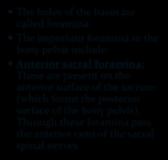 Foramina in Bony Pelvis The holes of the basin are called foramina.