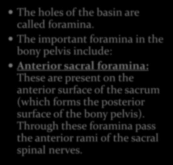are present on the anterior surface of the sacrum (which forms the posterior