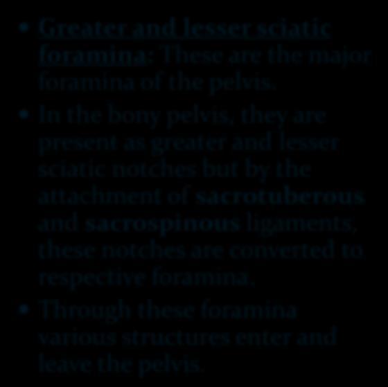 Foramina in Bony Pelvis Greater and lesser sciatic foramina: These are the major foramina of the pelvis.