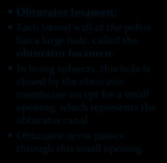 Foramina in bony pelvis Obturator foramen: Each lateral wall of the pelvis