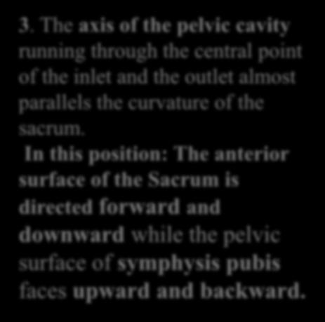 Orientation of the Pelvis 3.