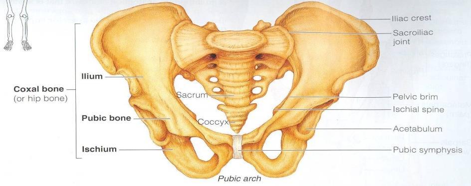 Pelvic Fractures can result from direct trauma to the pelvic bones as occurs in car accidents or by