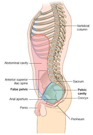 bones Forms the inferior region of the