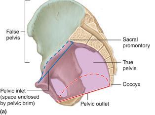 Encloses the pelvic cavity.