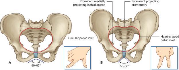 Bony pelvis General structure Male Thick & Heavy Female Thin, Smaller & lighter False (major) pelvis True (lesser) pelvis Deep Narrow & Deep Shallow Wide & Shallow Pelvic inlet Heart